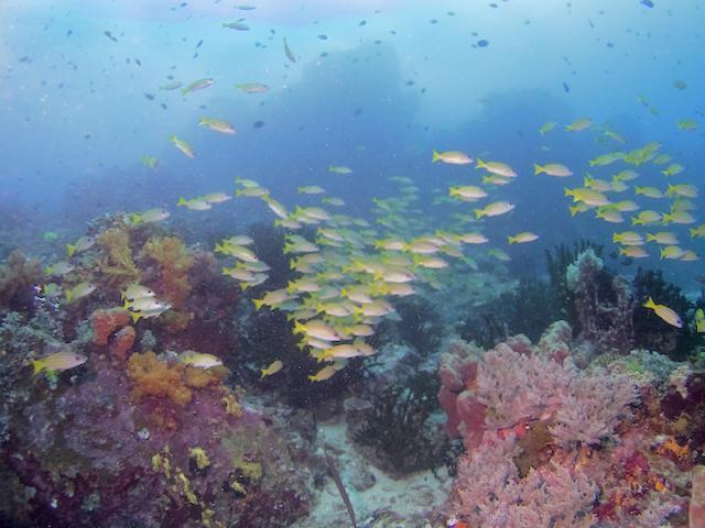 Nomad Divers Bangka Likupang Exteriör bild