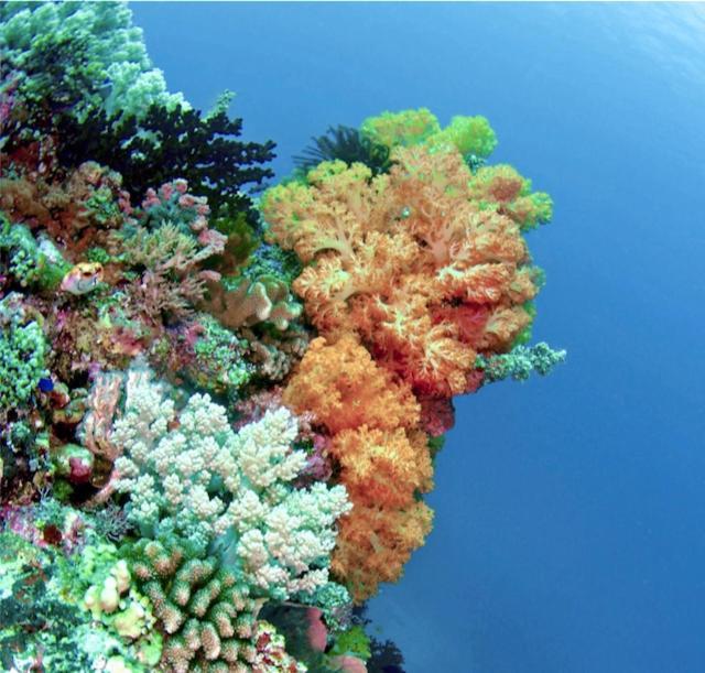 Nomad Divers Bangka Likupang Exteriör bild