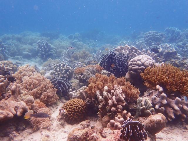Nomad Divers Bangka Likupang Exteriör bild