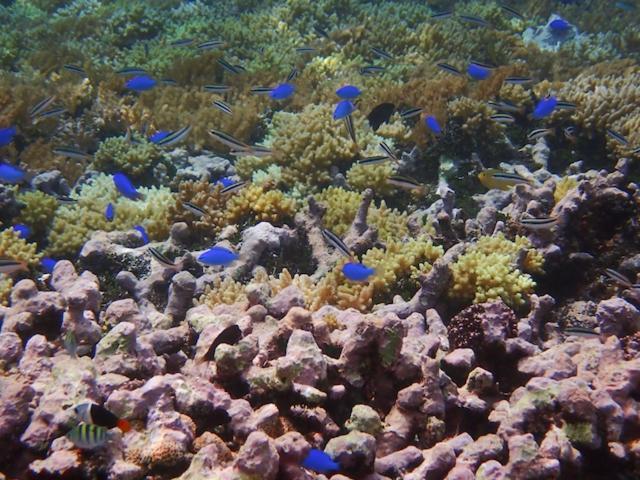 Nomad Divers Bangka Likupang Exteriör bild